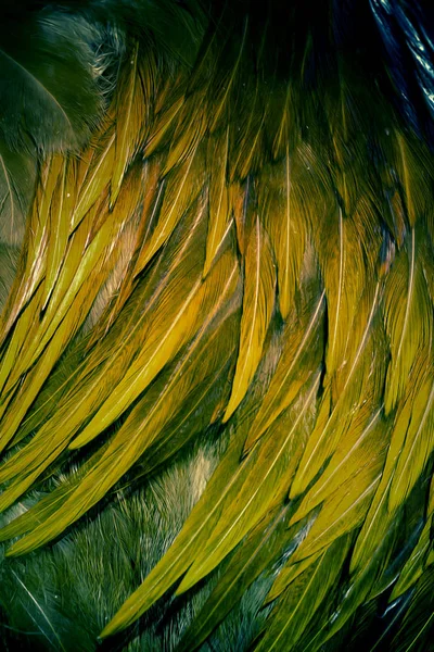 Closeup of colored feathers pattern, abstract background