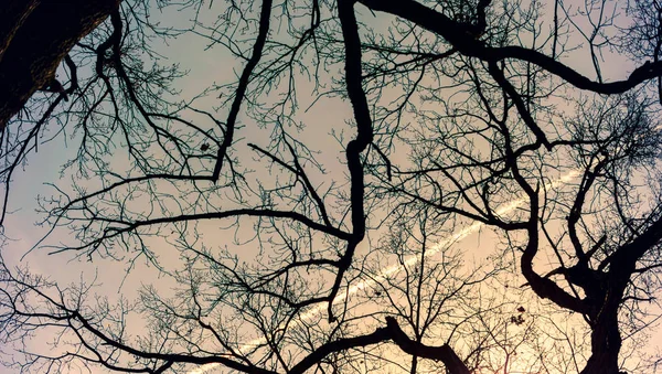Ξηρά Κλαδιά Δέντρων Φόντο Ουρανού — Φωτογραφία Αρχείου