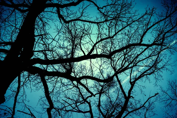 Dry Tree Branches Sky Background — Stock Photo, Image