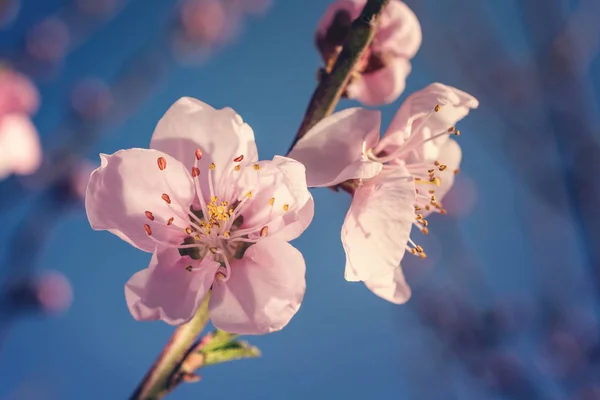 배경에 벚나무의 꽃가루받이 — 스톡 사진