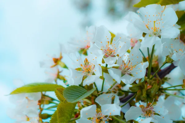 배경에 벚나무의 꽃가루받이 — 스톡 사진