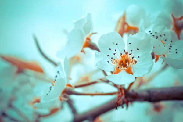Closeup Blossoming Cherry Tree Branch Blurred Sky Background — Stock Photo, Image