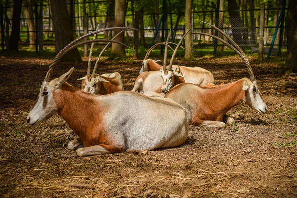 Oryx Antílopes Zoológico Durante Dia — Fotografia de Stock