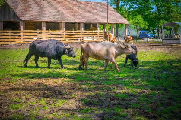 Touros Pastando Zoológico Durante Dia — Fotografia de Stock