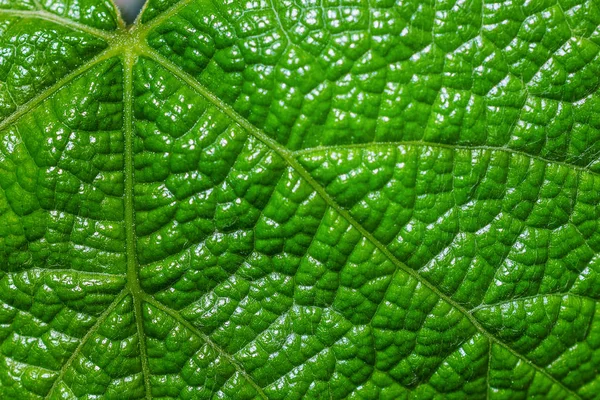 Tropikal yaprak deseninin yakın çekim, çiçek arka plan 