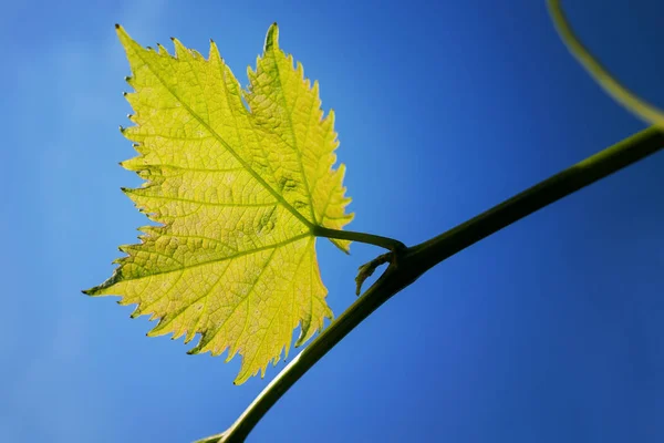 Closeup Green Leaf Blue Sky Background — Fotografia de Stock