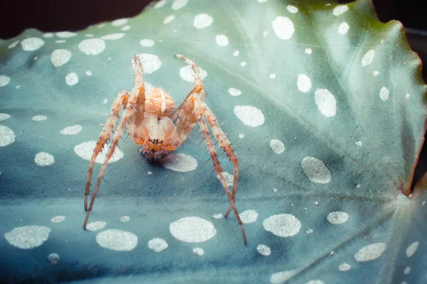Κοντινό Πλάνο Της Τροπικής Αράχνης Άγρια Φύση — Φωτογραφία Αρχείου