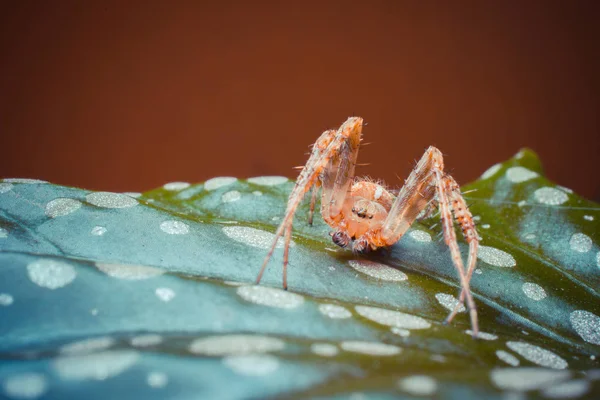 Closeup Lövés Trópusi Pók Vadon Élő Természet — Stock Fotó