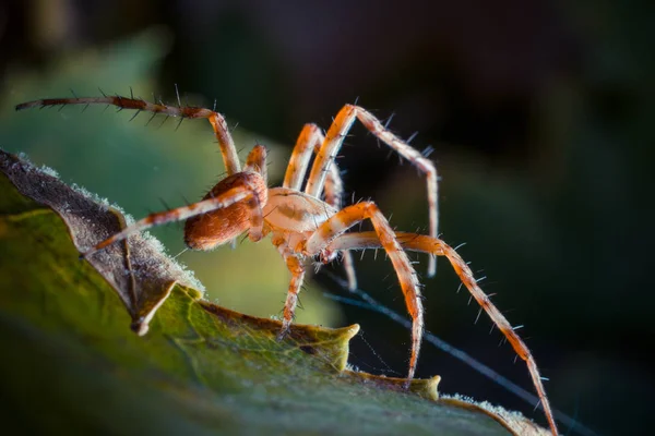 Primer Plano Araña Tropical Naturaleza Salvaje — Foto de Stock