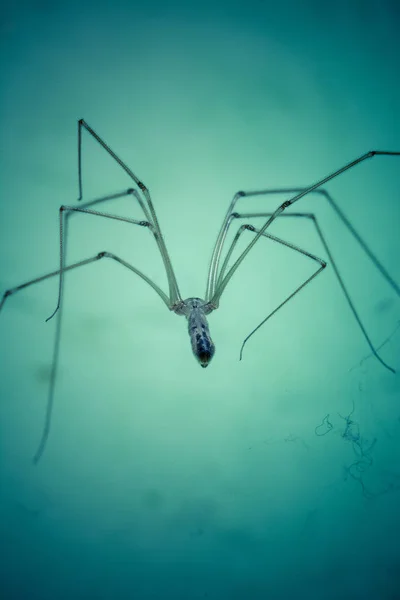 자연에서 거미의 클로즈업 — 스톡 사진