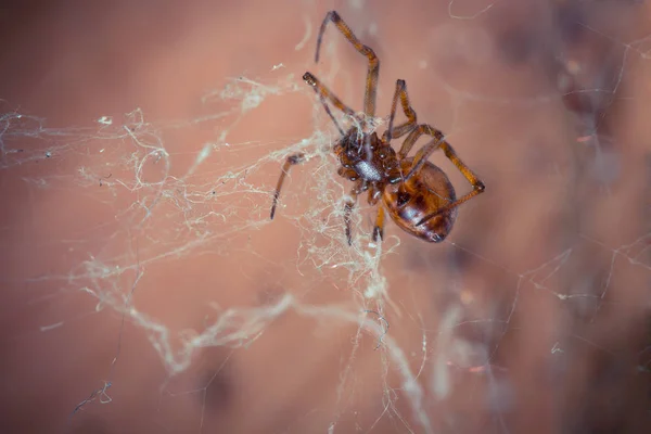 Primo Piano Colpo Ragno Tropicale Natura Selvaggia — Foto Stock