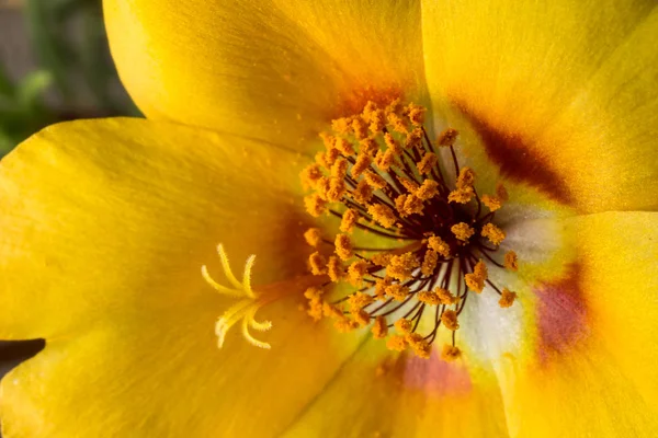 Zbliżenie Kolorowe Kwiaty Kwitnące — Zdjęcie stockowe