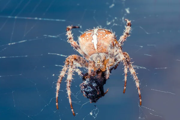 Closeup Lövés Trópusi Pók Vadon Élő Természet — Stock Fotó