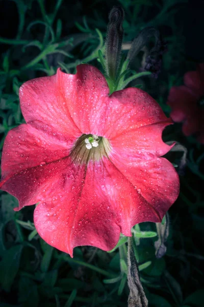 Rengarenk Çiçeklerin Kapanışı — Stok fotoğraf