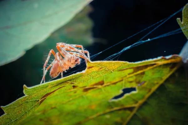 Vahşi Doğada Tropikal Örümceğin Yakın Çekim Çekimi — Stok fotoğraf