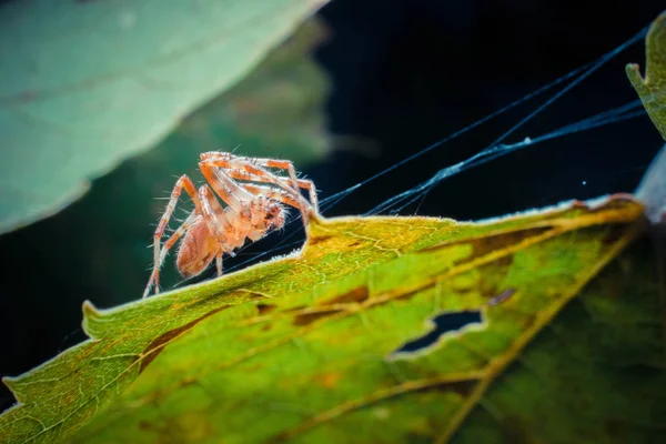 Primo Piano Colpo Ragno Tropicale Natura Selvaggia — Foto Stock