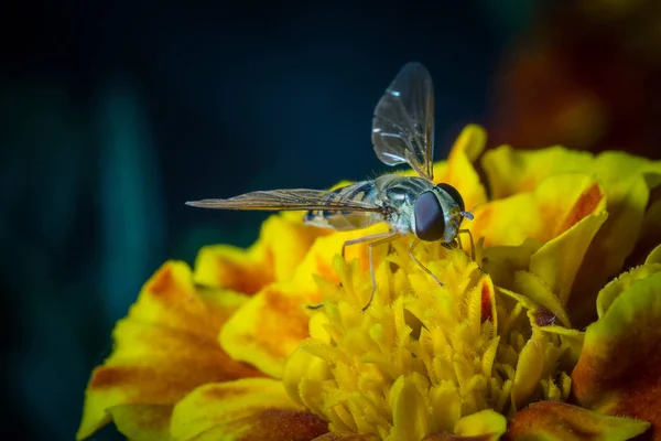 Närbild Insekter Vild Natur — Stockfoto