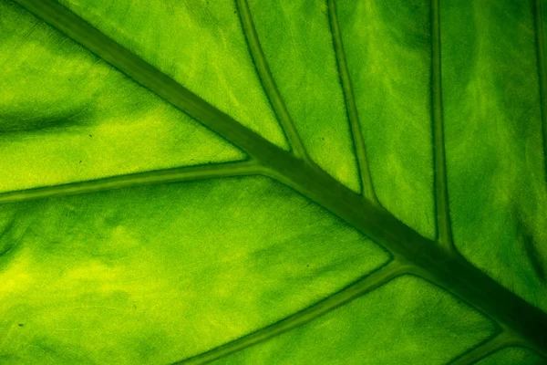 Closeup of tropical leaf pattern, floral background