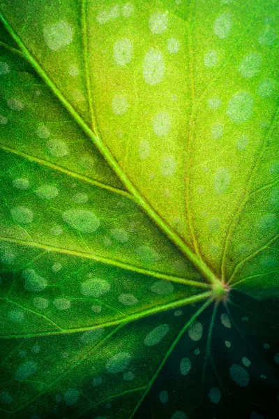 Closeup Tropického Listového Vzorku Květinové Pozadí — Stock fotografie