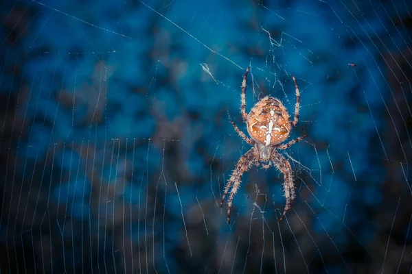 Närbild Skott Tropiska Spindel Wild Nature — Stockfoto