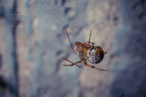 Närbild Skott Tropiska Spindel Wild Nature — Stockfoto