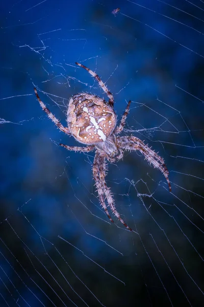 Gros Plan Araignée Tropicale Nature Sauvage — Photo