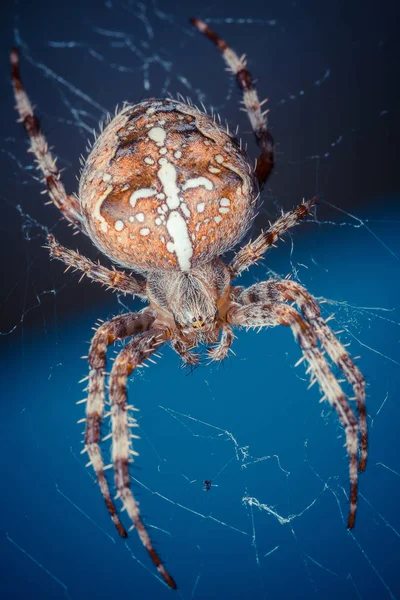 Närbild Skott Tropiska Spindel Wild Nature — Stockfoto