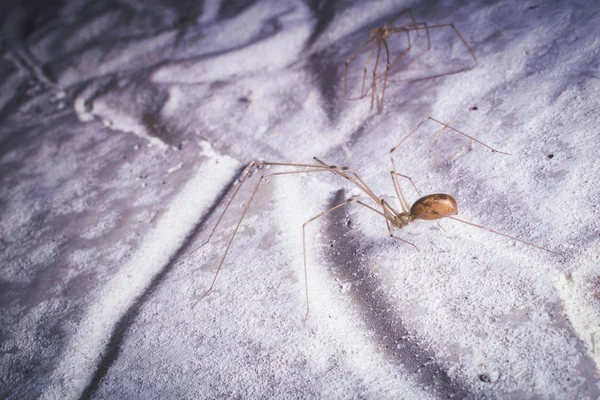 Closeup Tiro Aranha Tropical Natureza Selvagem — Fotografia de Stock