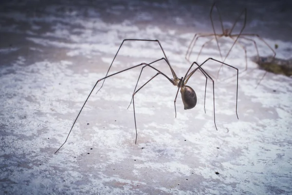 Vahşi Doğada Tropikal Örümceğin Yakın Çekim Çekimi — Stok fotoğraf