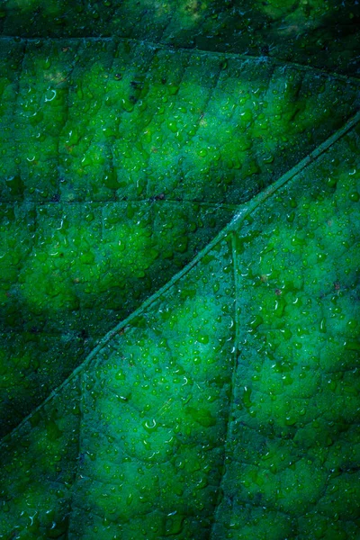 Closeup Tropického Listového Vzorku Květinové Pozadí — Stock fotografie