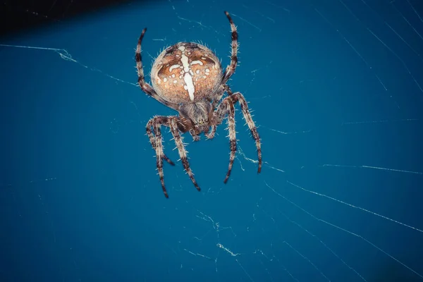 Sraženiny Tropického Pavouka Přírodě — Stock fotografie