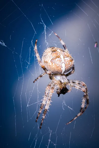 Nahaufnahme Einer Tropischen Spinne Wilder Natur — Stockfoto