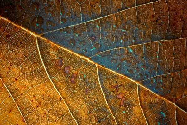 Primo Piano Del Modello Foglia Tropicale Sfondo Floreale — Foto Stock