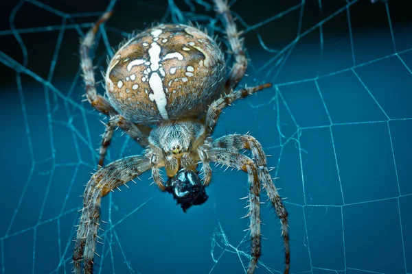 Primo Piano Colpo Ragno Tropicale Natura Selvaggia — Foto Stock