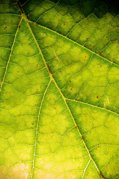 Gros Plan Motif Des Feuilles Tropicales Fond Floral — Photo