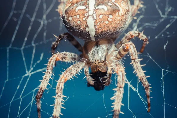 Nahaufnahme Einer Tropischen Spinne Wilder Natur — Stockfoto