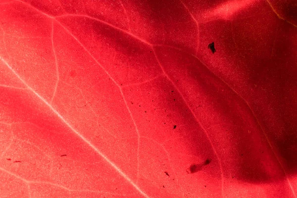 Крупним Планом Тропічний Візерунок Листя Квітковий Фон — стокове фото