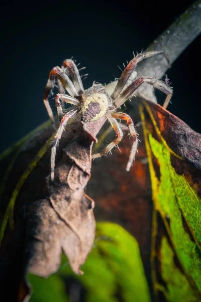 野生の自然の熱帯クモのクローズアップショット — ストック写真