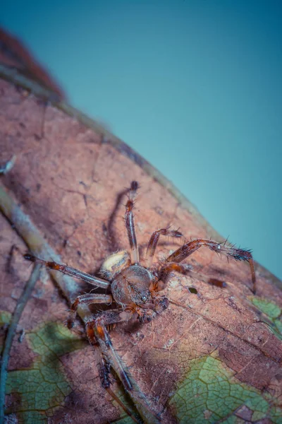 Крупним Планом Знімок Тропічного Павука Дикій Природі — стокове фото
