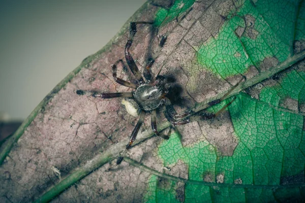 Nahaufnahme Einer Tropischen Spinne Wilder Natur — Stockfoto