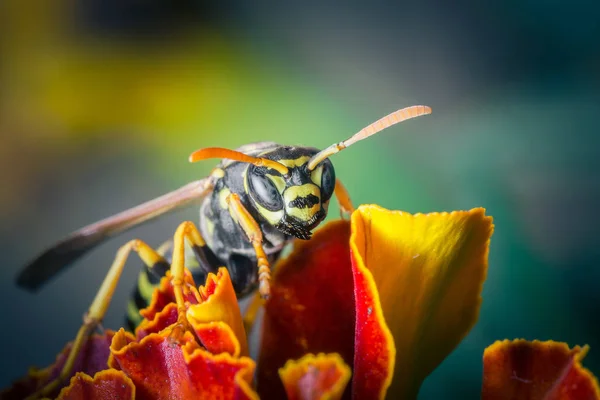 Primer Plano Abeja Sentado Colorida Flor Otoño — Foto de Stock