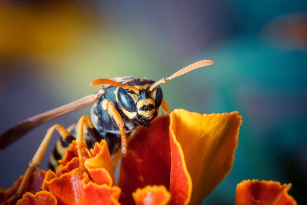 Närbild Sitter Färgglada Höst Blomma — Stockfoto