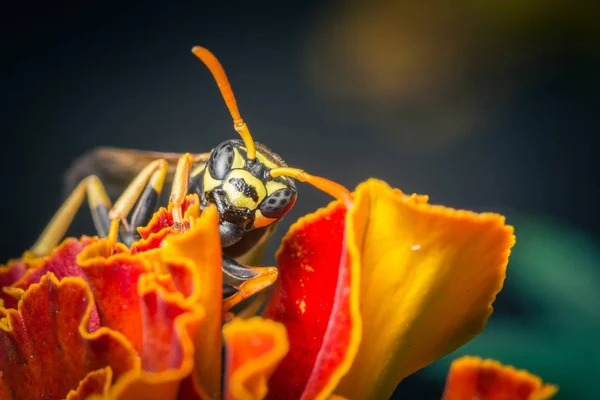 Primer Plano Abeja Sentado Colorida Flor Otoño — Foto de Stock