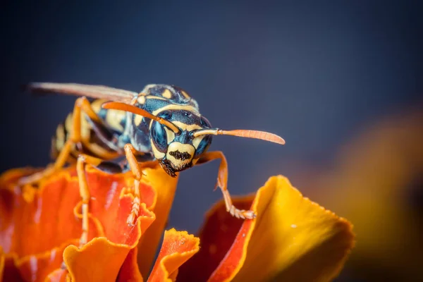 Närbild Sitter Färgglada Höst Blomma — Stockfoto