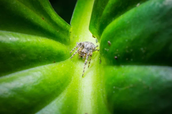 자연에서 거미의 클로즈업 — 스톡 사진