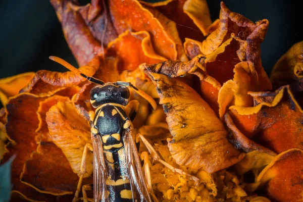 Zbliżenie Pszczoły Siedzącej Kolorowym Jesiennym Kwiatku — Zdjęcie stockowe