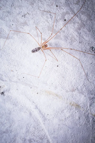 Primer Plano Araña Tropical Naturaleza Salvaje — Foto de Stock