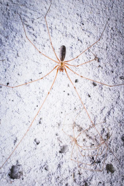 Closeup Tiro Aranha Tropical Natureza Selvagem — Fotografia de Stock