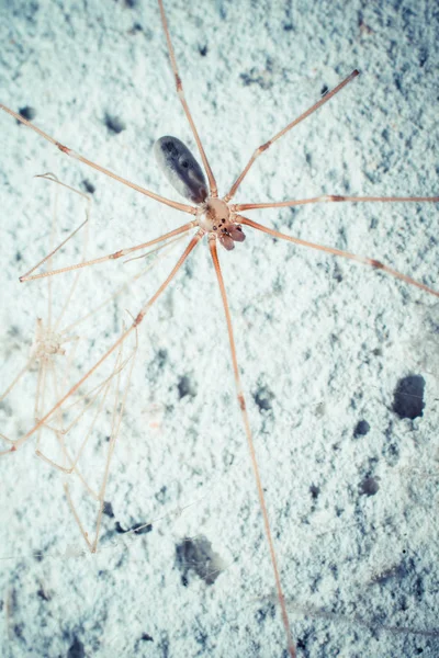 Closeup Tiro Aranha Tropical Natureza Selvagem — Fotografia de Stock