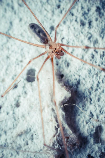 Closeup Lövés Trópusi Pók Vadon Élő Természet — Stock Fotó